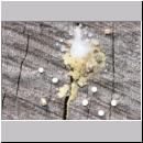 Passaloecus cf eremita - Grabwespe 21 Nestverschluss mit Harz.jpg